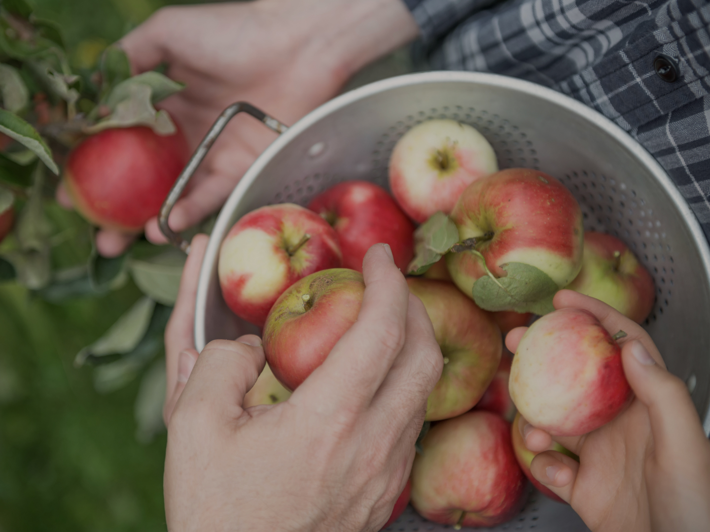 apples